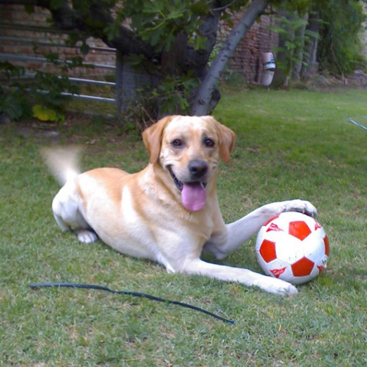 Zeo y sus pelotas. Es el macho de la casa y aunque no tenga pedigree es un labrador puro de excelente porte